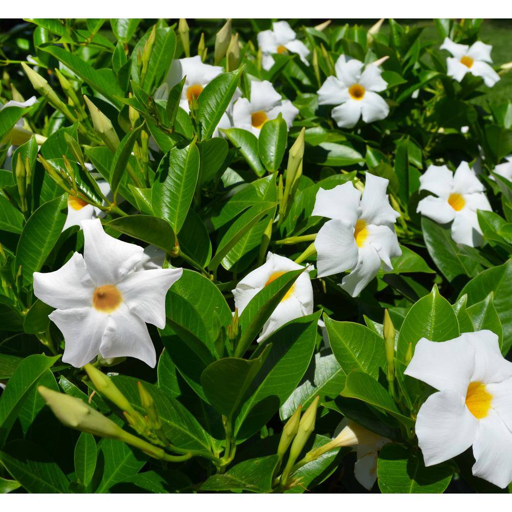 Rio 2 Qt. Dipladenia Flowering Annual Shrub with White Blooms 1004124245