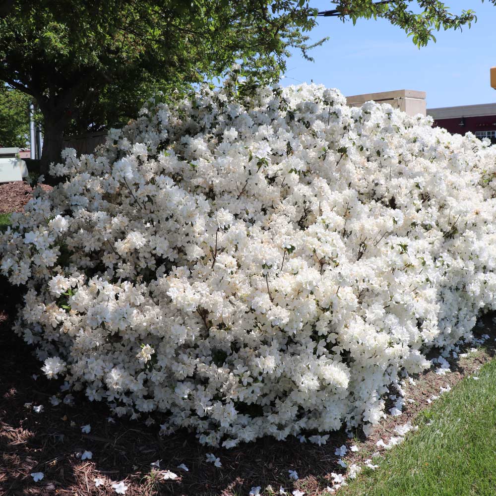 Delaware Valley White Azalea