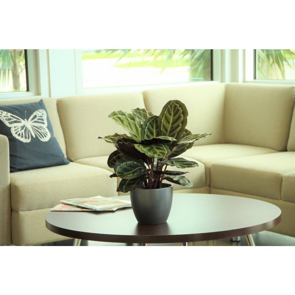 Vigoro 10 in. Monstera Swiss Cheese and 6 in. Calathea Grower's Choice Plant in White Decor Planter (2 Pack) ML-MCA-S-VPW-02