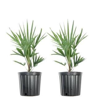 #1 Windmill Palm (2-Pack) THD00097