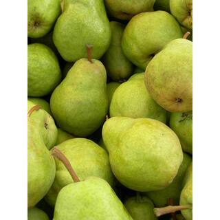 Online Orchards 3 ft. Bartlett Pear Tree with Large Golden Self Pollinating Fruit FTPR201