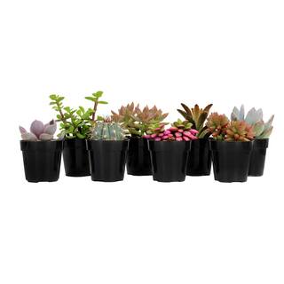 SMART PLANET 2.5 in. Assorted Succulents Plants (8-Pack) 0880056