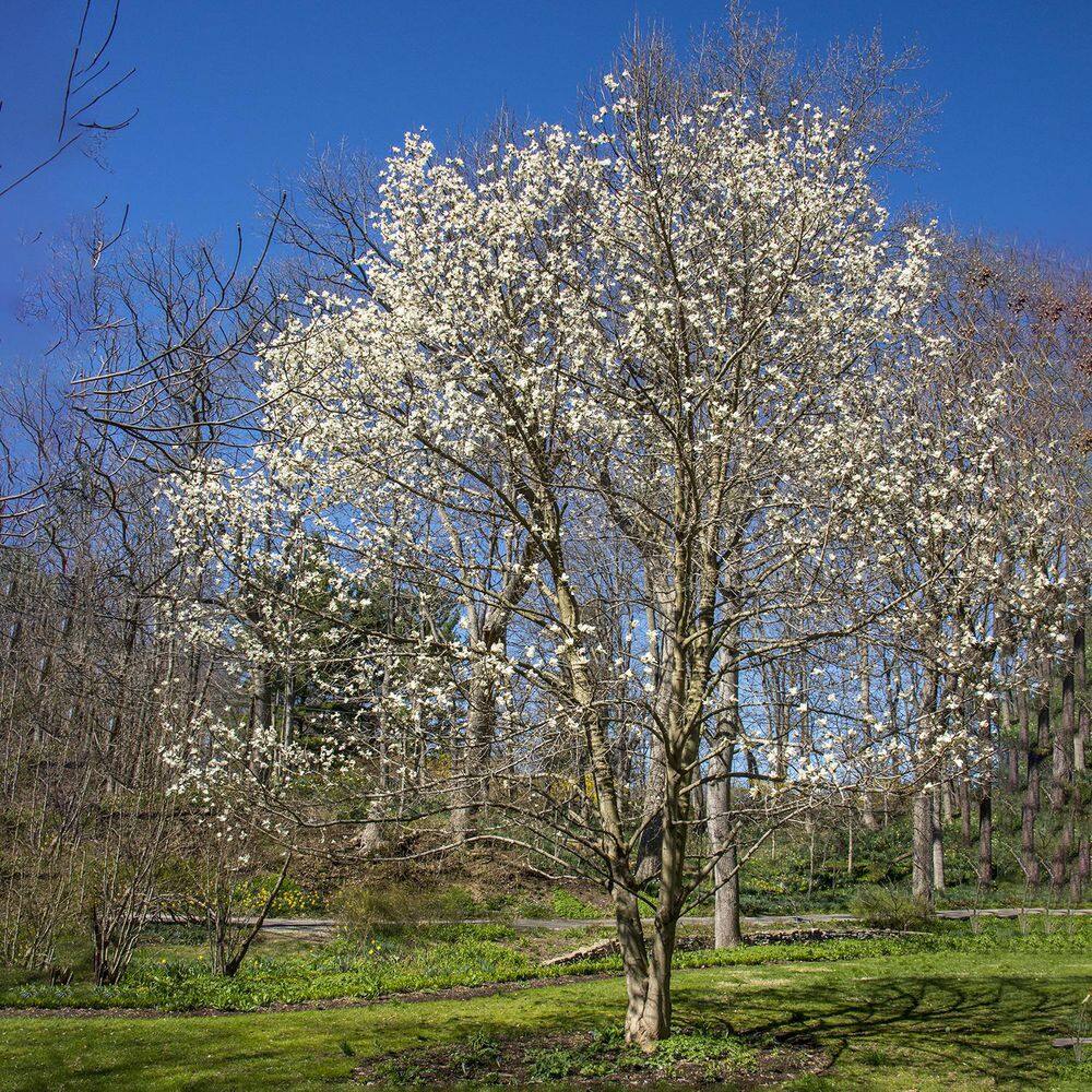 Spring Hill Nurseries 2.25 Gal. Pot Dr. Merrill Magnolia Live Deciduous Flowering Tree (1-Pack) 88725