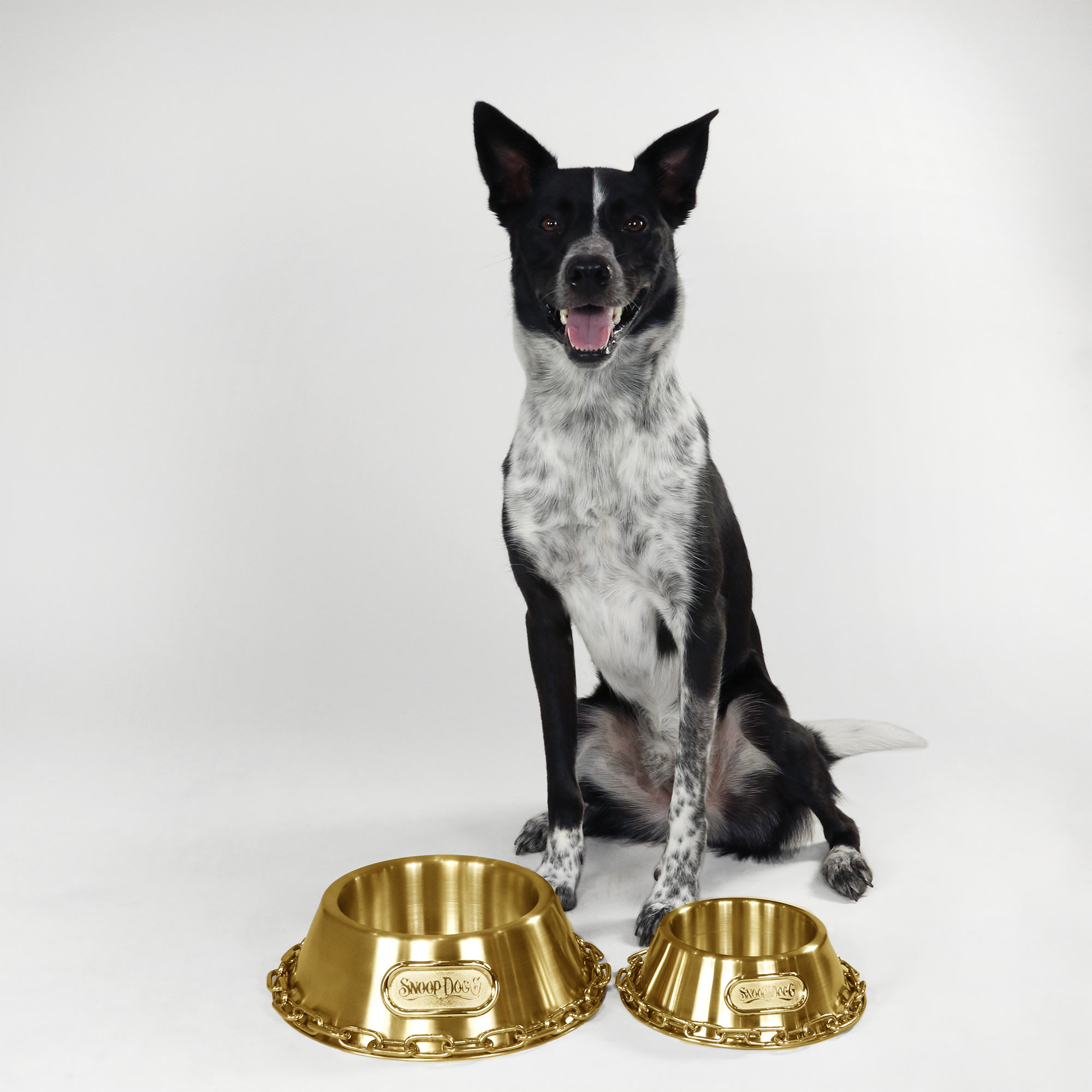 Snoop Doggie Doggs Off the Chain Deluxe Gold Pet Bowl， 1 Cup