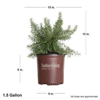 SOUTHERN LIVING 1.5 Gal. Chef's Choice Rosemary Shrub Live Potted Herb Plant 74542TSL