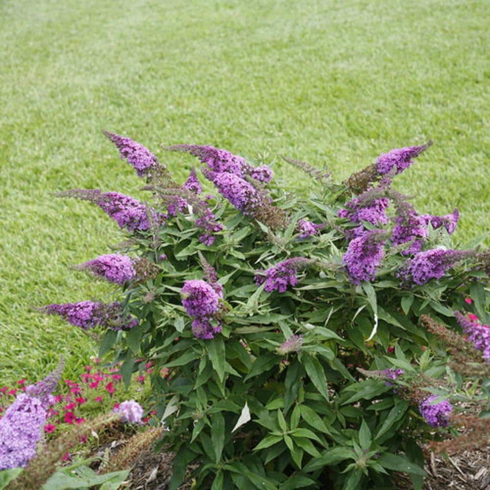 PROVEN WINNERS 3 Gal. Pugster Periwinkle Butterfly Bush (Buddleia) Live Shrub with Purple Flowers PWBUD3PER1PK