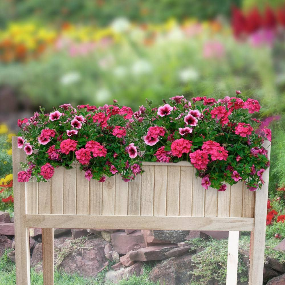 BACKYARD EXPRESSIONS PATIO · HOME · GARDEN 30 in. x 16 in. x 28 in. Wooden Raised Garden Bed 914895