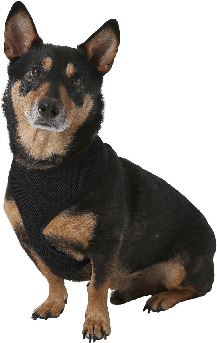 Four Paws Walk-About Comfort Control Dog Harness