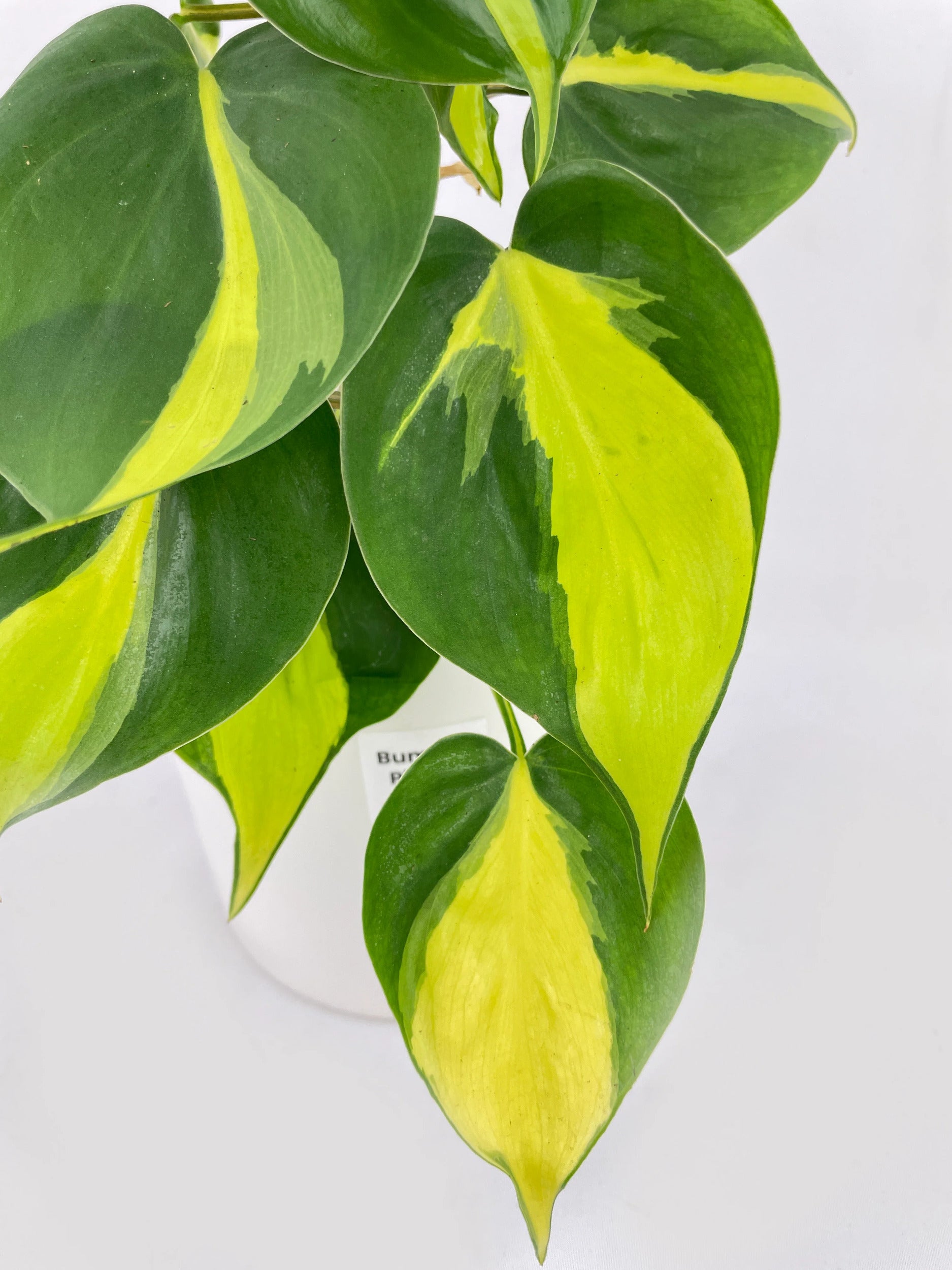 Philodendron Hederaceum Brasil