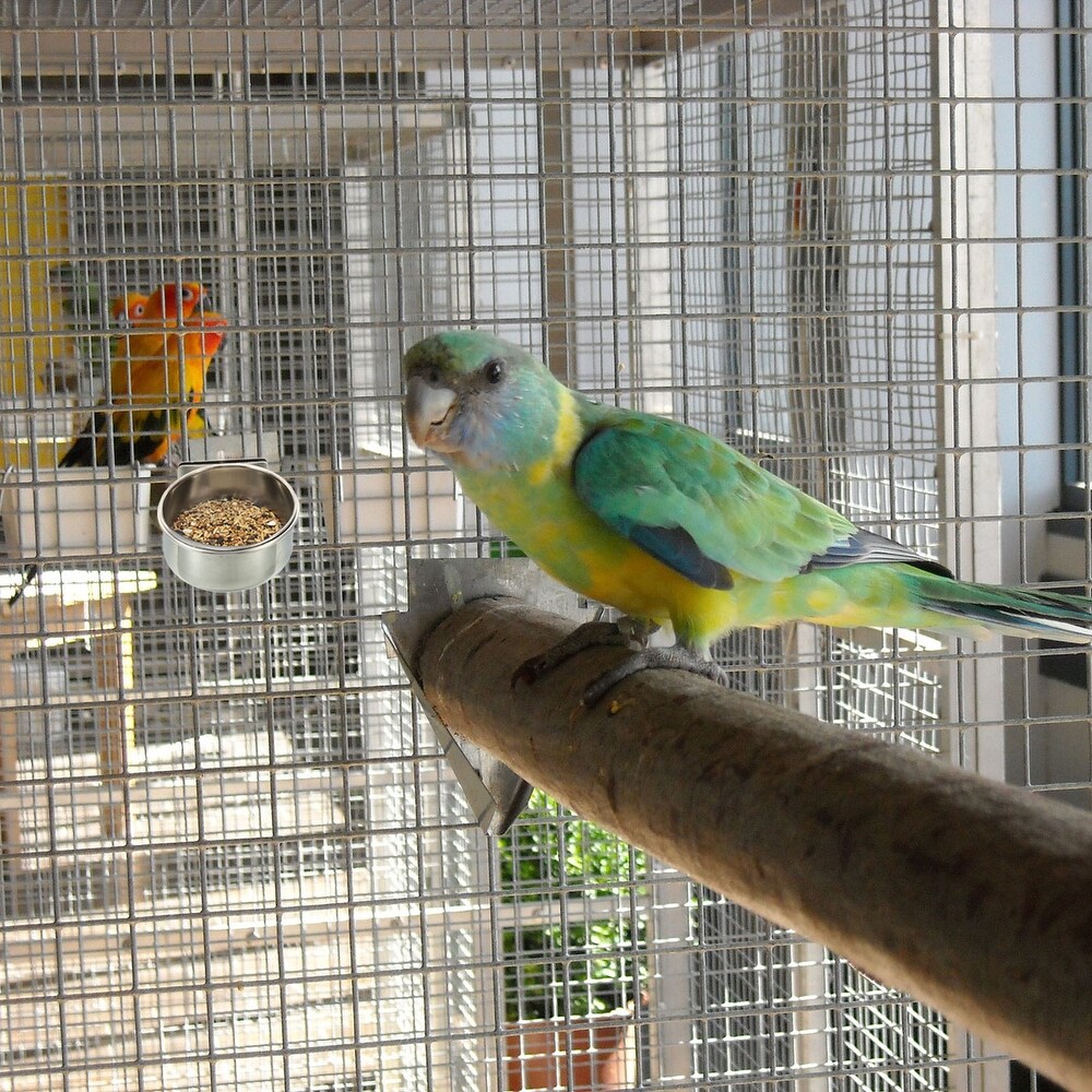 1 Set Bird Feeding Dish Cup Stainless Steel Parrot Feeder Water Bowl