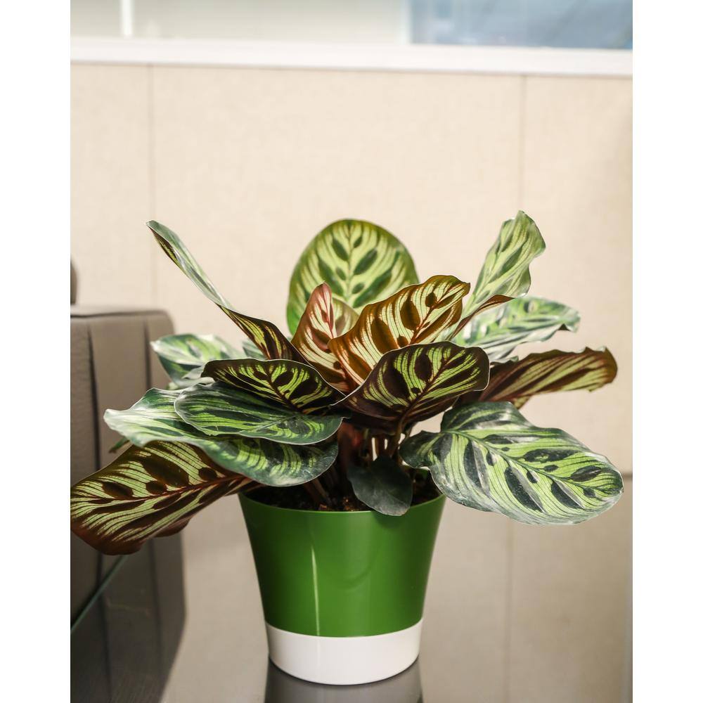 Costa Farms Grower's Choice Calathea Indoor Plant in 6 in. White Pot Avg. Shipping Height 10 in. Tall CO.CMD07.3.CYL