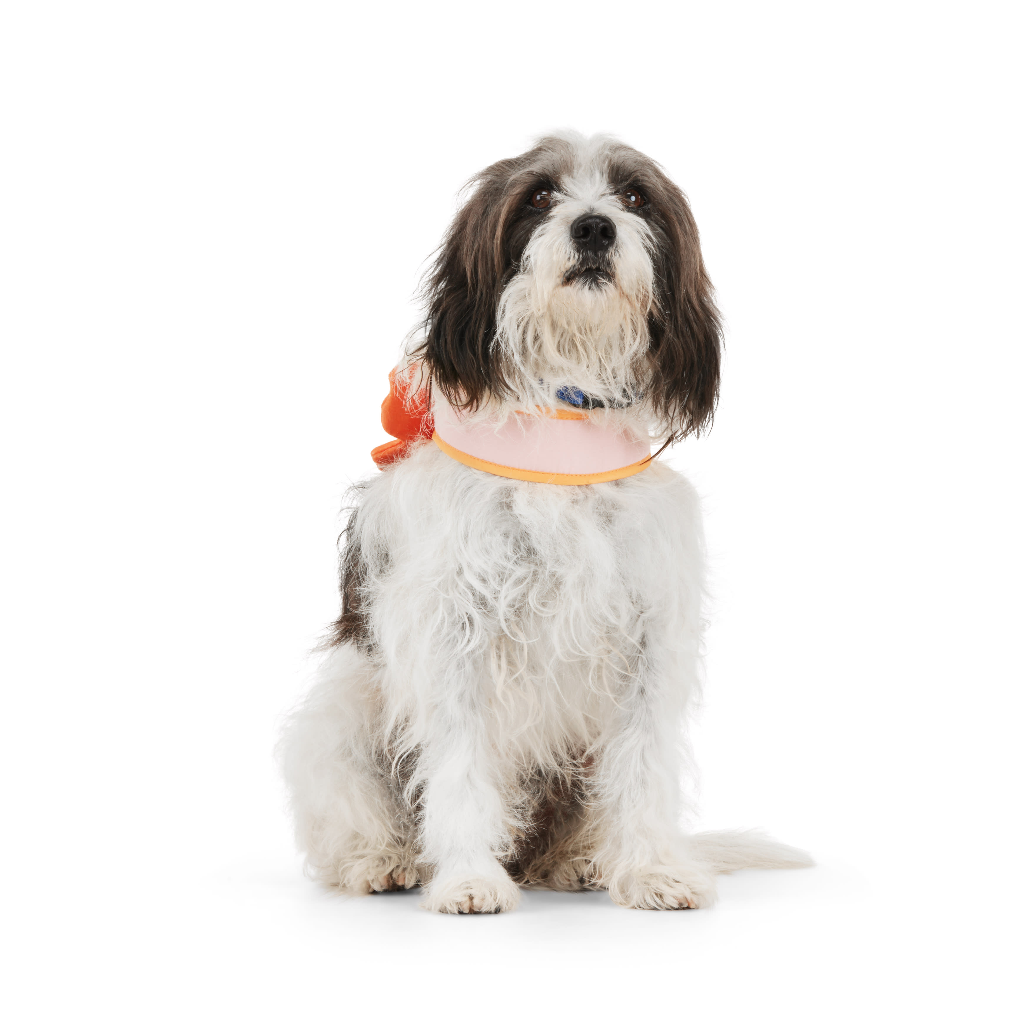 YOULY Butterfly Dog Harness， X-Small