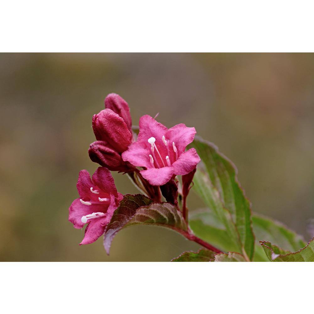 Online Orchards 1 Gal. Minuet Weigela Shrub Innumerable Fragrant Fuchsiacolored Blossoms SBWG001