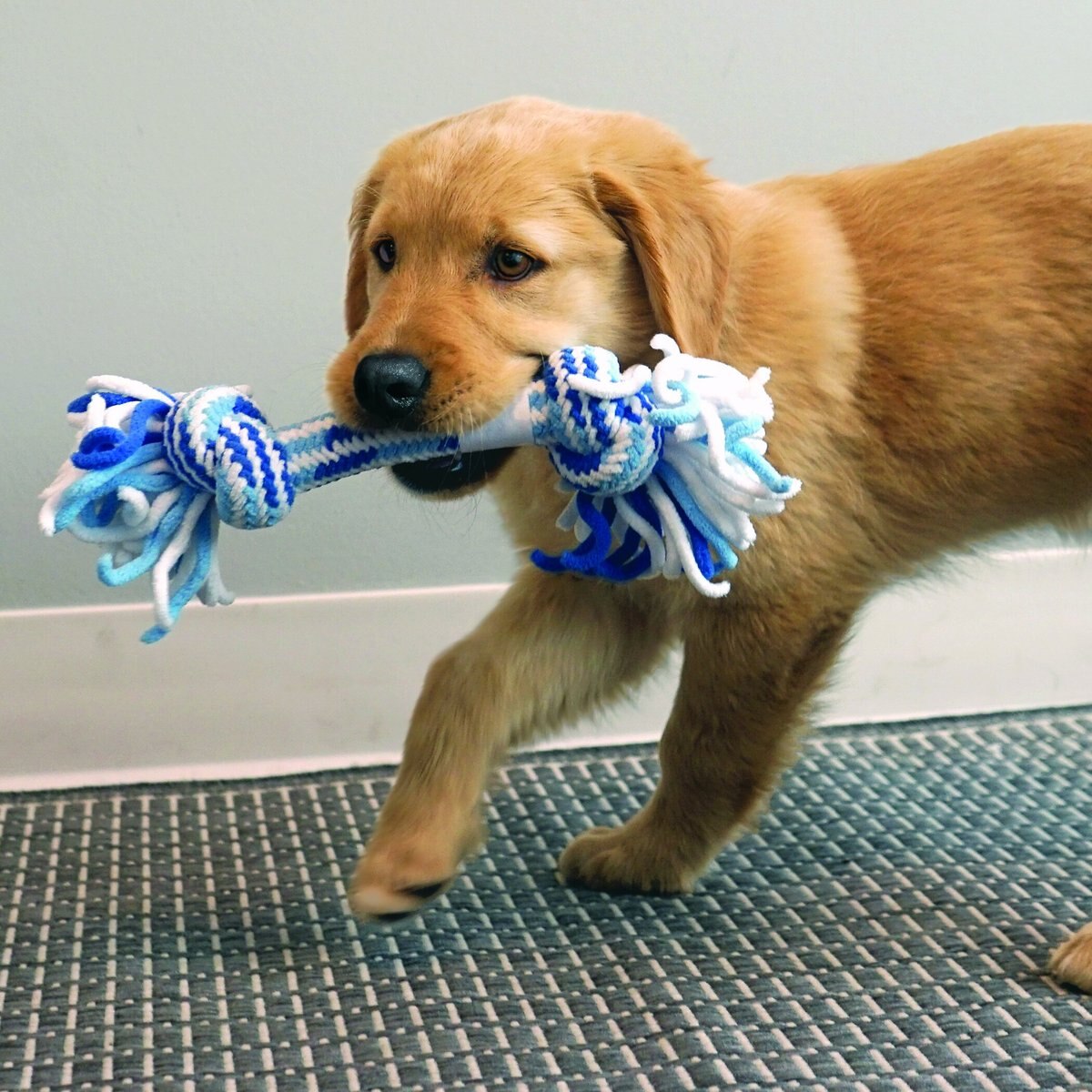 KONG Rope Ring Puppy Toy