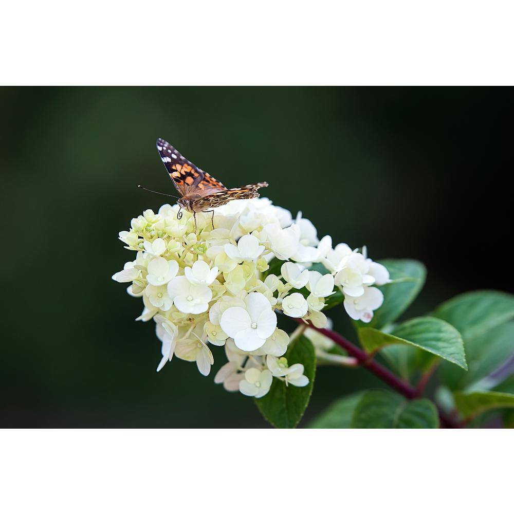 FIRST EDITIONS 3 Gal. Strawberry Sundae Panicle Hydrangea Flowering Shrub with White to Pink Flowers FEHYD3HSS1PK