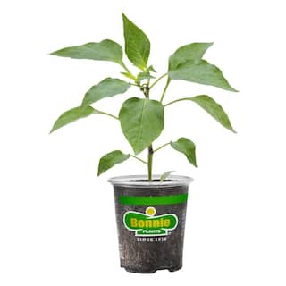 Bonnie Plants 19 oz. Sweet Green Bell Pepper Plant 2100