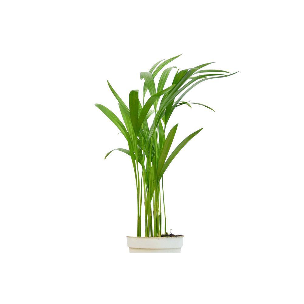 Areca Palm Dypsis Lutescens Plant in 4 in. Grower Pot 4_PALM_ARECA