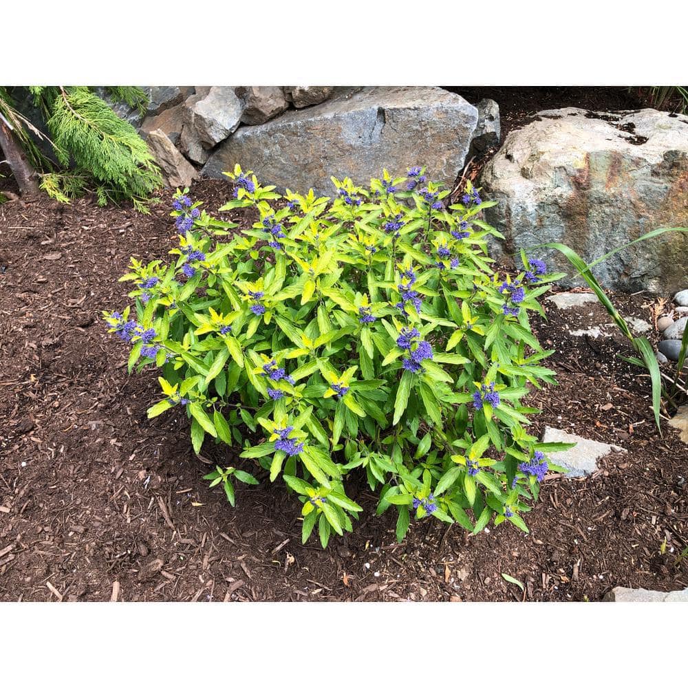 BLOOMIN' EASY 1 Gal. Beekeeper Bluebeard (Caryopteris) Live Shrub Blue Flowers DGCY4213