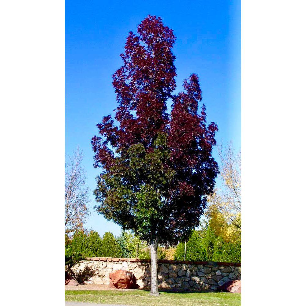 Online Orchards 3 ft. - 4 ft. Purple Autumn Ash Tree Bare Root SHRM003