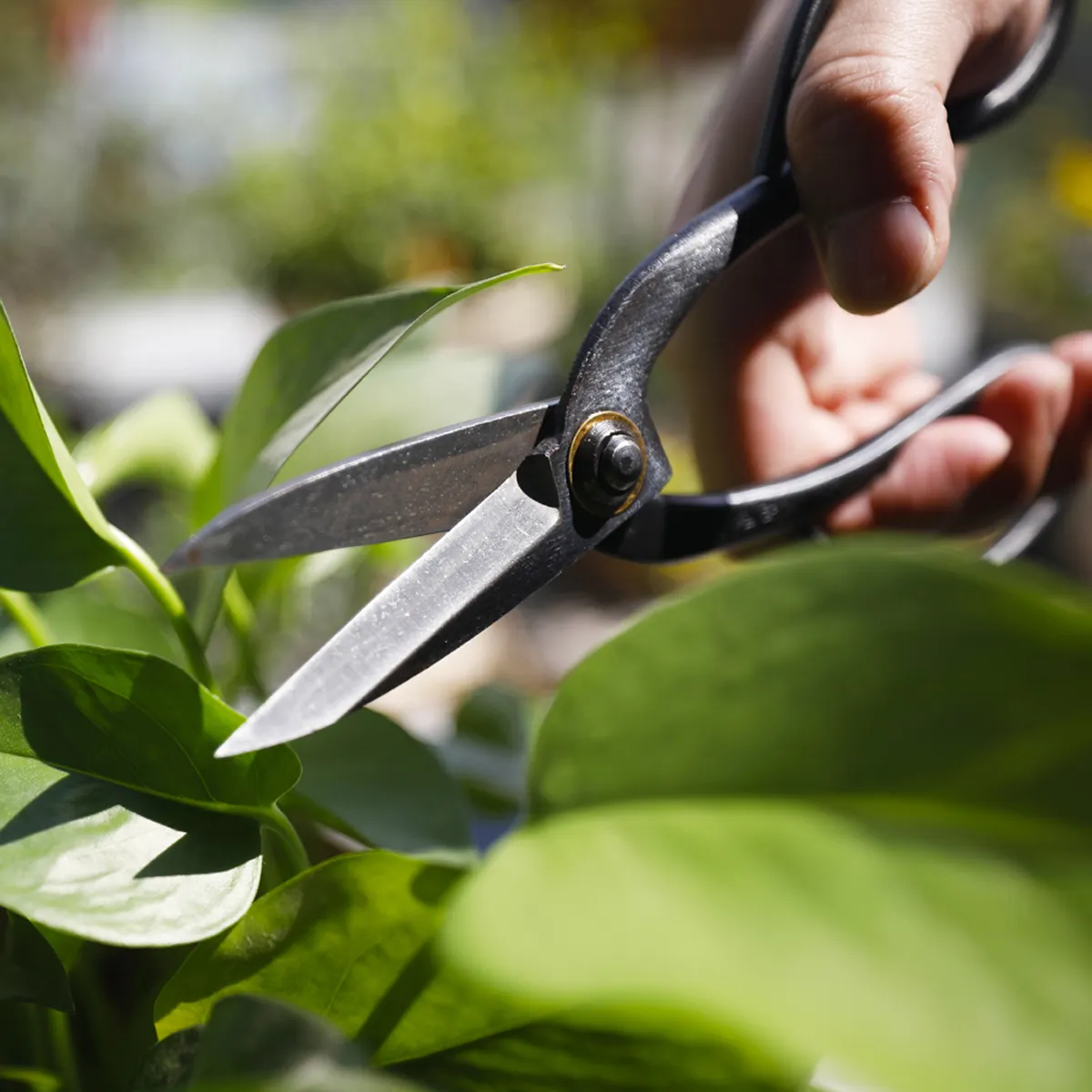 Heat treated high carbon steel 8 bonsai gardening trimming hand pruning shears scissors