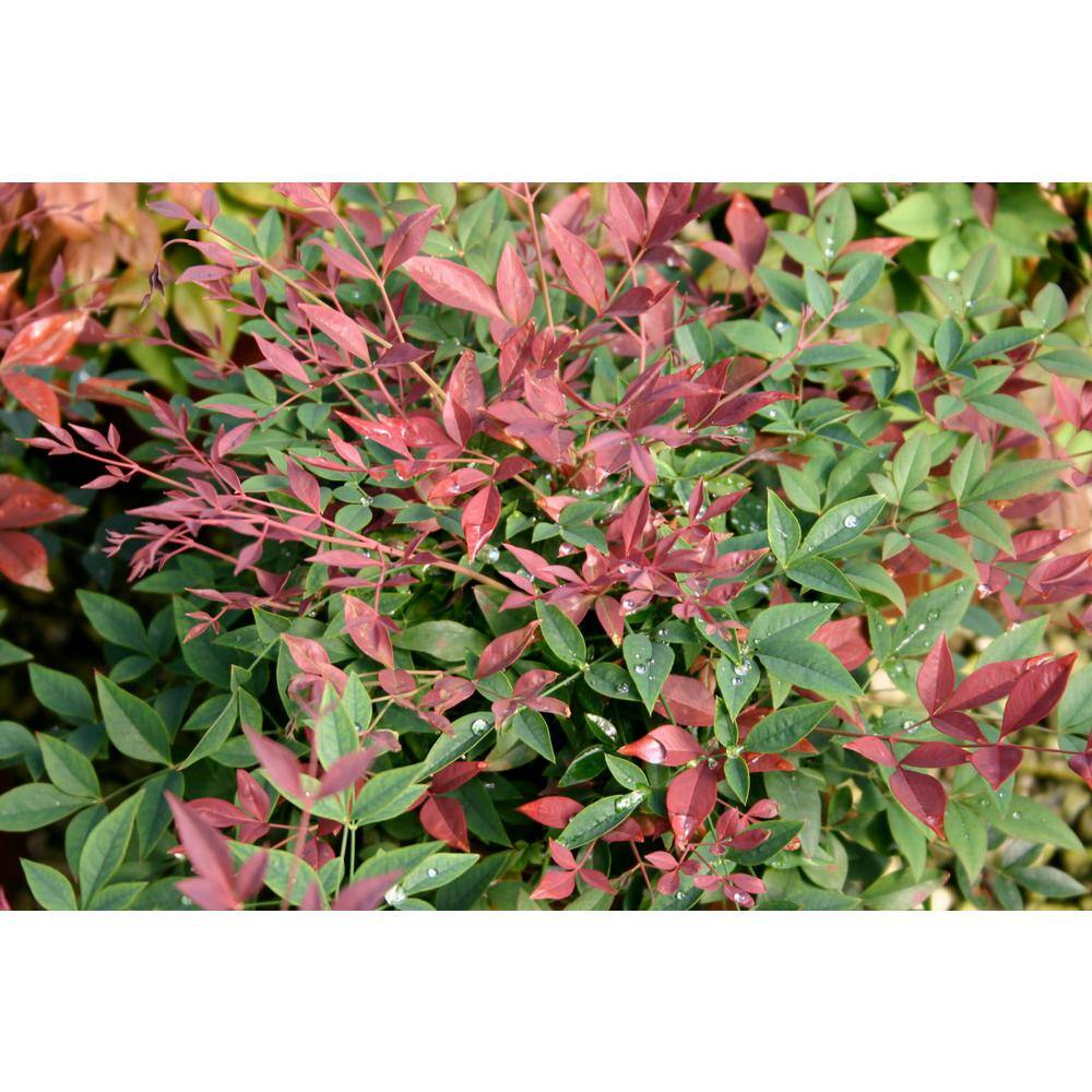 SOUTHERN LIVING 2 Gal. Obsession Nandina Shrub with Bright Red Foliage 14404