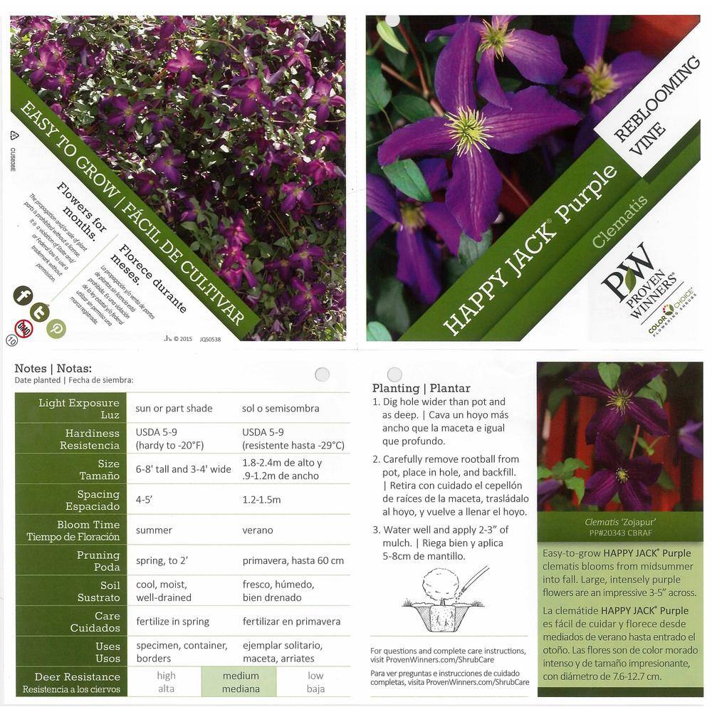 PROVEN WINNERS 1 Gal. Happy Jack Purple (Clematis) Live Shrub Purple Flowers CLMPRC1026101