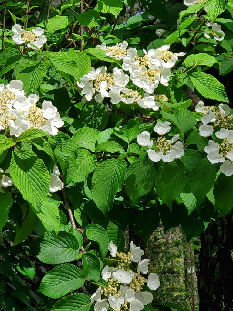 Igloo Viburnum is a Deciduous Shrub