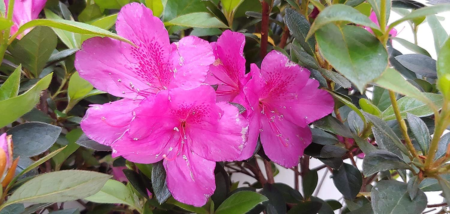 Azalea Purple Formosa Flower Gallon Pot