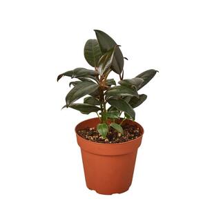 Burgundy Rubber Tree (Ficus Elastica) Plant in 4 in. Grower Pot 4_FICUS_BURGUNDY