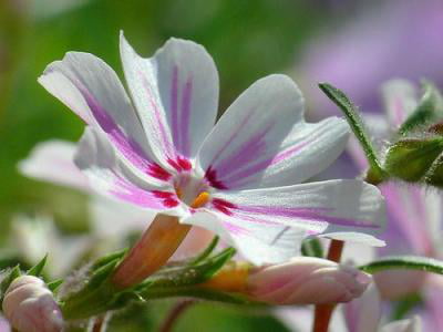 Classy Groundcovers - Phlox subulata 'Candy Stripe'  {25 Pots - 3 1/2 inch Square}