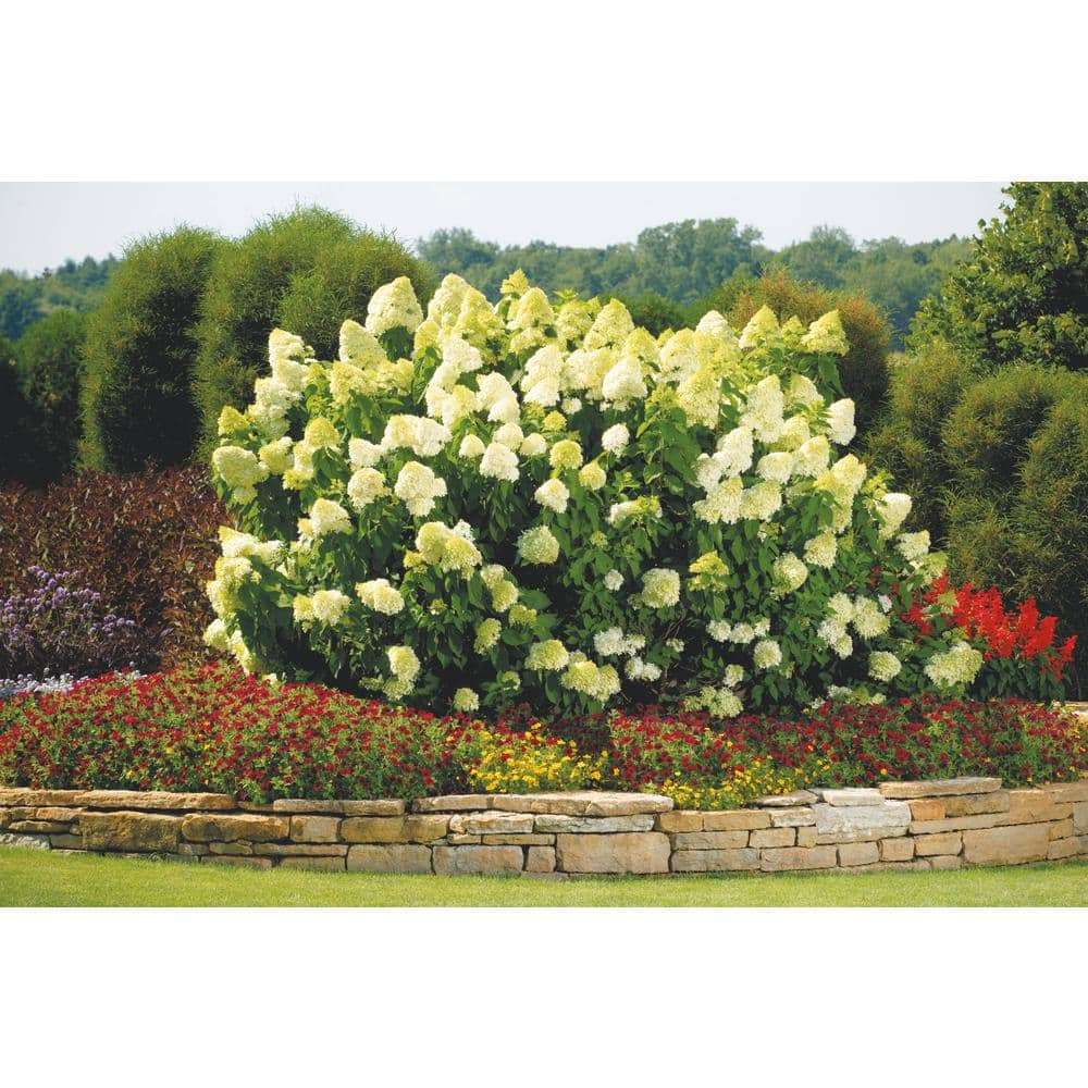 PROVEN WINNERS 3 Gal. Limelight Hardy Hydrangea (Paniculata) Live Shrub Green to Pink Flowers 11188