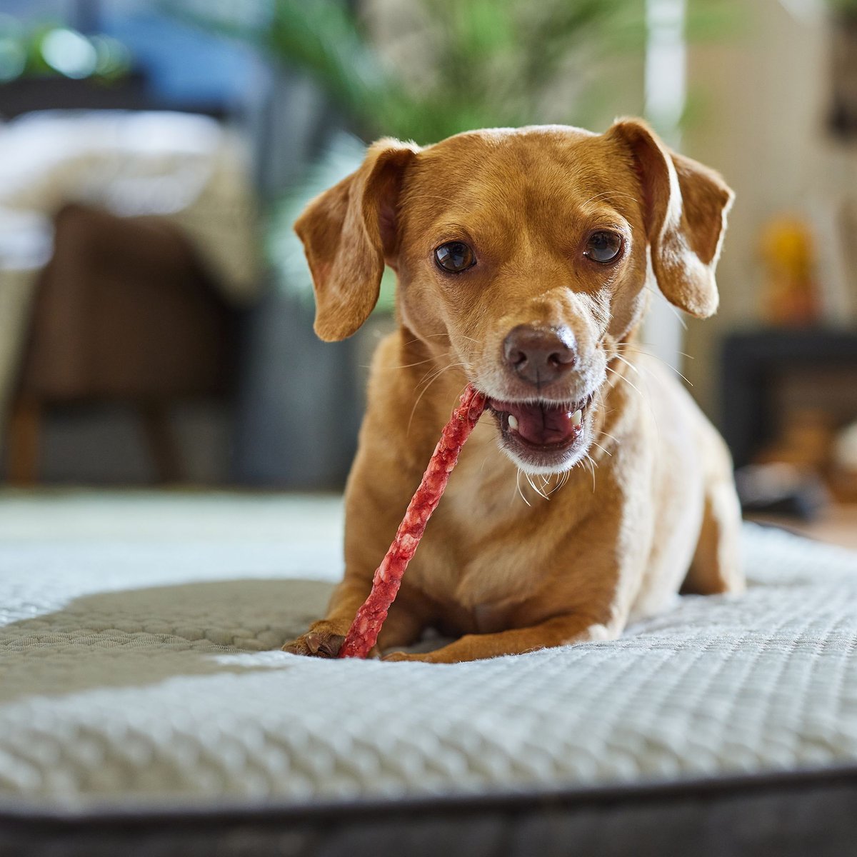 Premium Pork Chomps Munchy Sticks Dog Treats