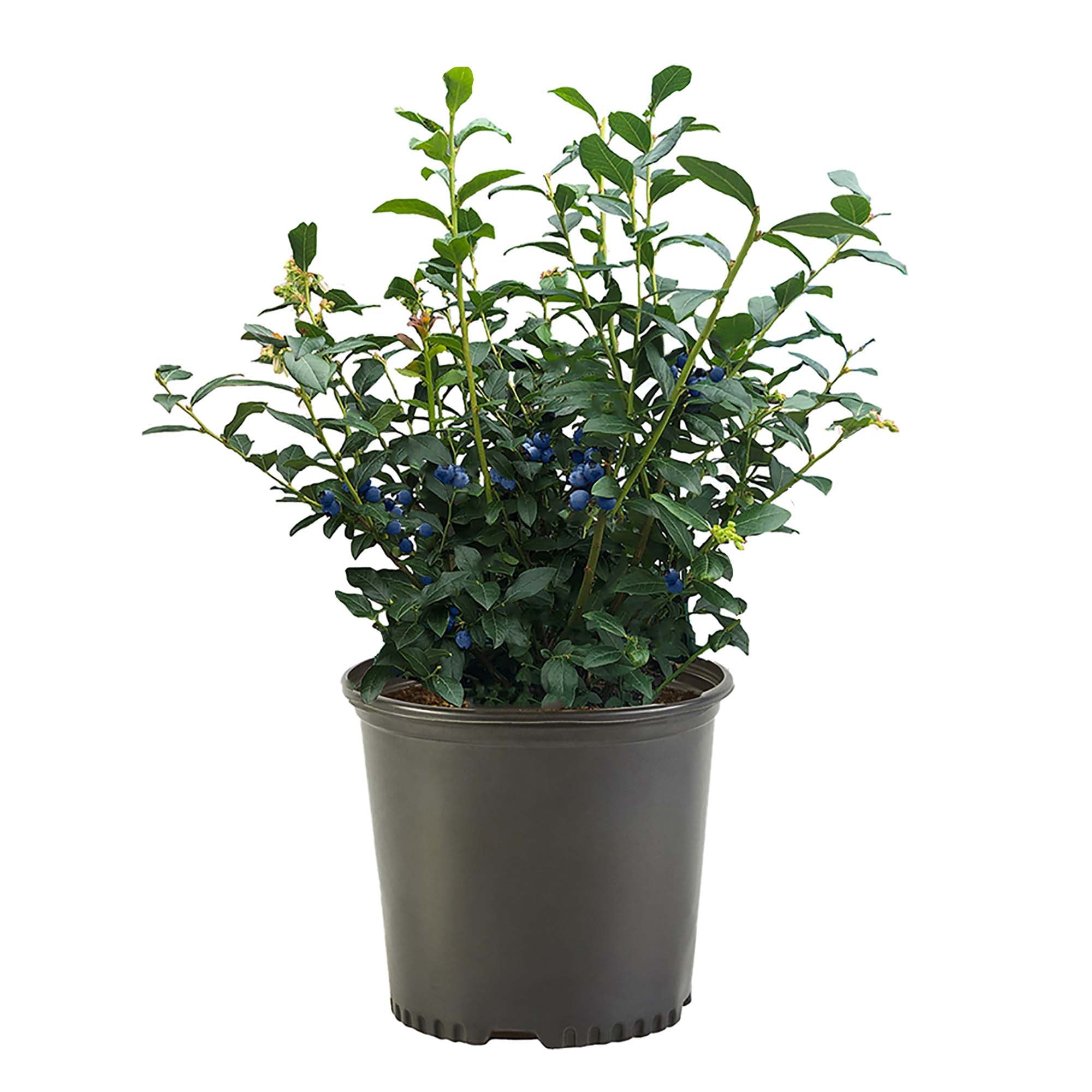 Blueberry Biloxi Live Shrub (2.25 Gallon)