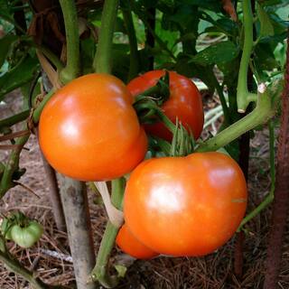 Bonnie Plants 19 oz. Goliath Tomato Bush Plant 1003800470