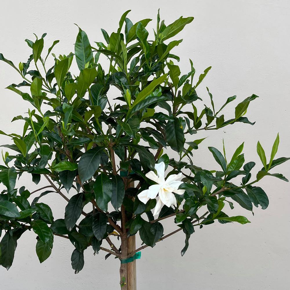 Alder  Oak 3 Gal. Everblooming Gardenia Evergreen Patio Tree GAVP03