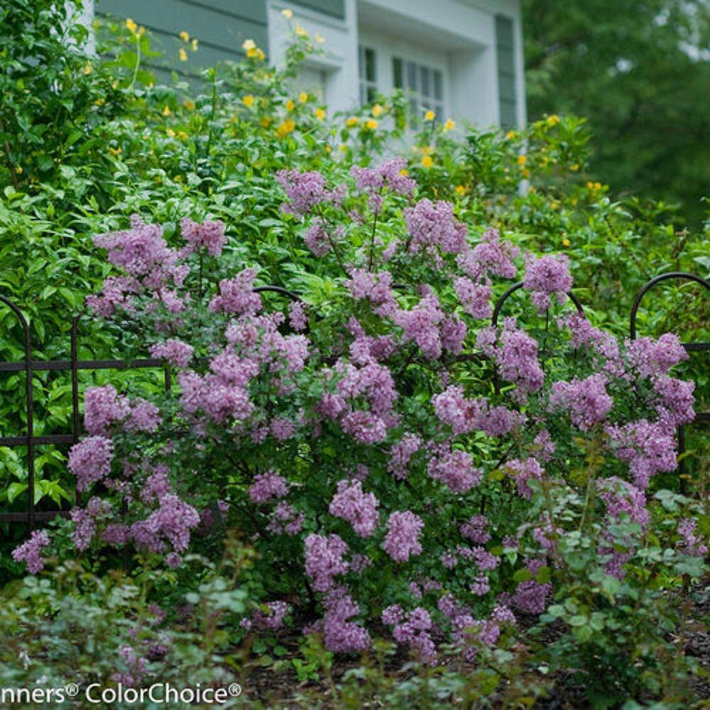 PROVEN WINNERS 2 Gal. Bloomerang Dark Purple Reblooming Lilac (Syringa) Live Shrub with Deep Purple Flowers PWSPA2BLM1PK