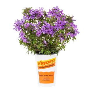 Vigoro 2.5 Qt. Purple Papparazzi Jagger Phlox Perennial Plant 69465