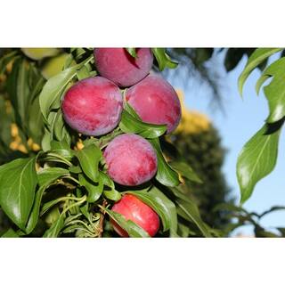 Online Orchards 3 ft. Santa Rosa Plum Tree Semi Dwarf with Large Red Fruit and Vigorous Growth FTPL203