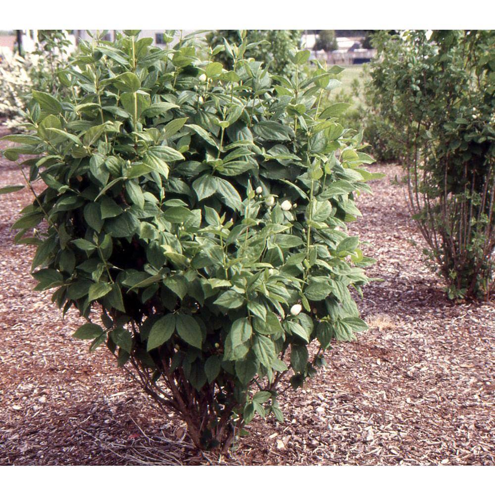 Online Orchards 1 Gal Minnesota Snowflake Mock Orange Shrub SBMO001