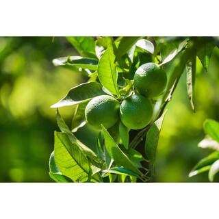 BELL NURSERY 1 Gal. Persian Lime (Bearss Lime) Live Tropical Tree with White Flower to Green Seedless Fruit (1-Pack) LIMET1BTL1PK