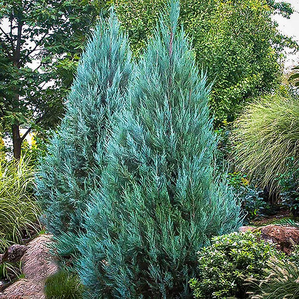 7 Gal. Blue Point Juniper Shrub with Blue-Green Foliage 15922
