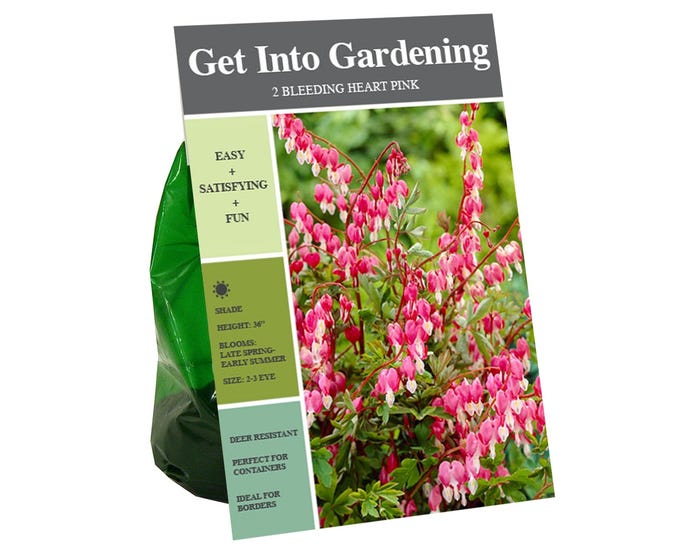 Van Zyverden Inc. Bleeding Heart Pink 00702