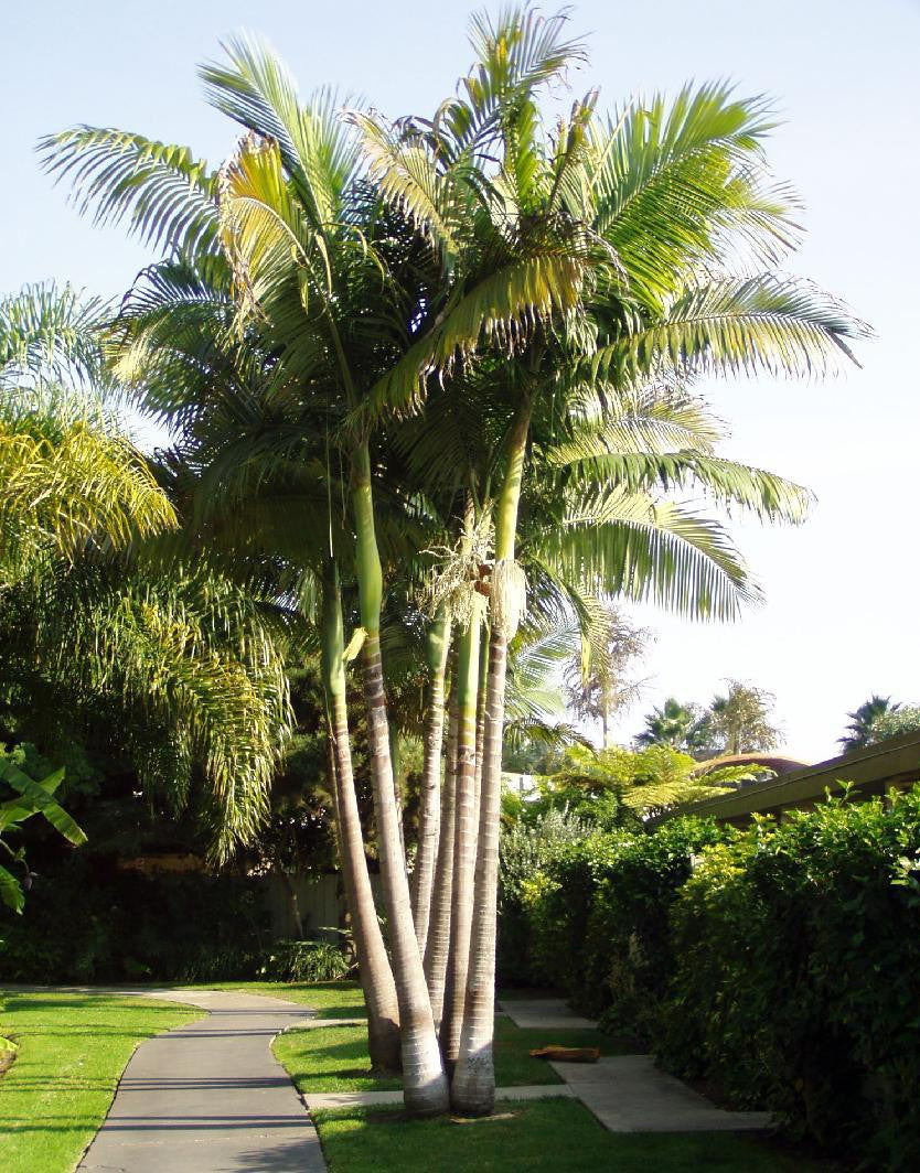 Hardy King Palm - Live Plant in a 3 Gallon Growers Pot - Archontophoenix Cunninghamiana ‘Illawarra’ - Rare Ornamental Palms of Florida