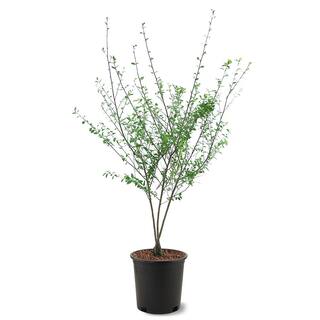 Dura Heat River Birch Multi-Trunk Shade Tree BIRDHT05G