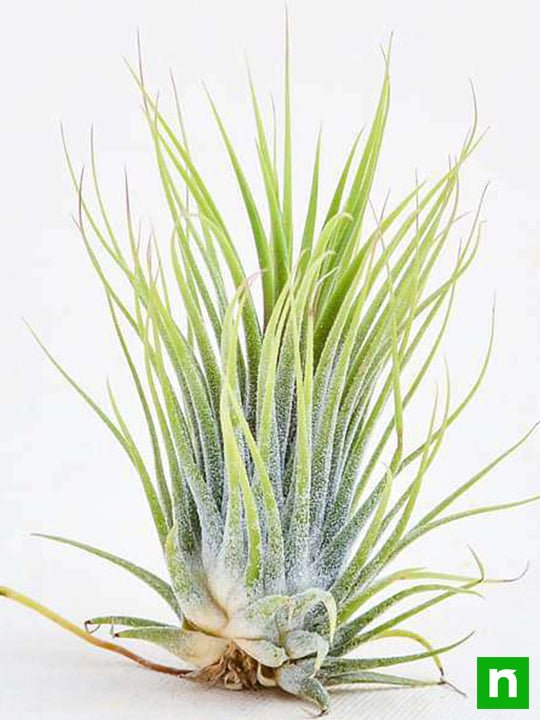 Air Plant, Tillandsia ionantha Guatemala (Medium) - Plant