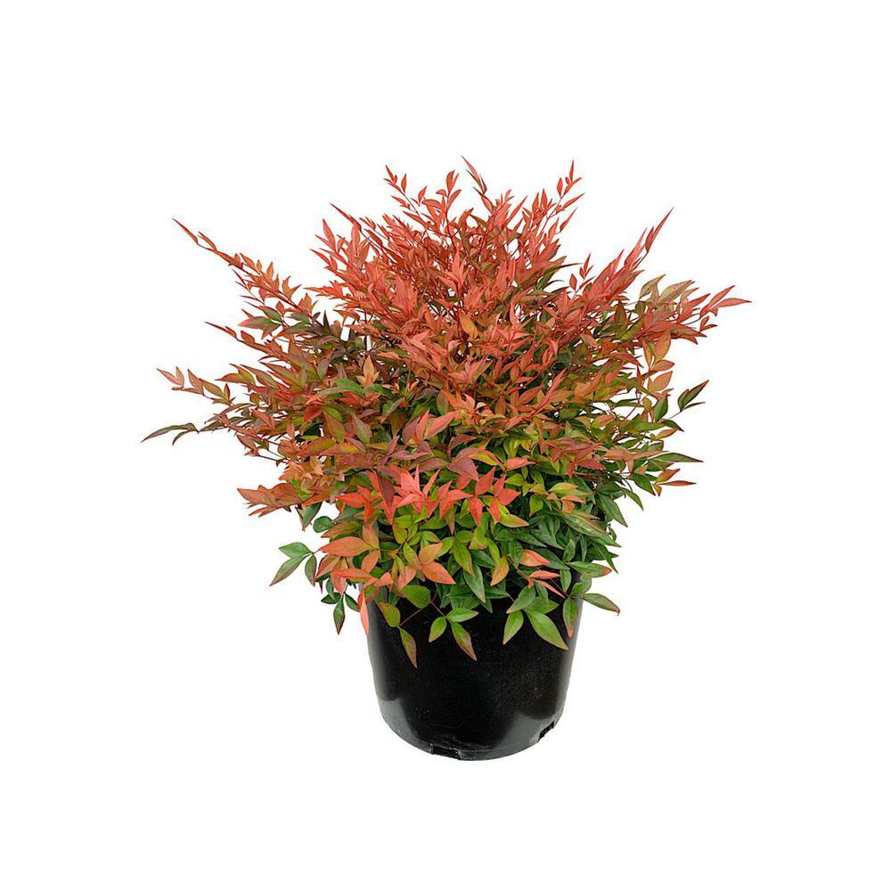 Online Orchards 1 Gal. Gulf Stream Heavenly Bamboo Flowering Shrub With Long White Flowers and Multi-Colored Rich Red Foliage (2-Pack) SBHV001