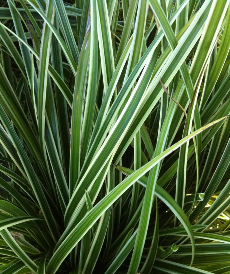 Classy Groundcovers - Carex morrowii 'Ice Dance'  {25 Pots - 3 1/2 inch Square}