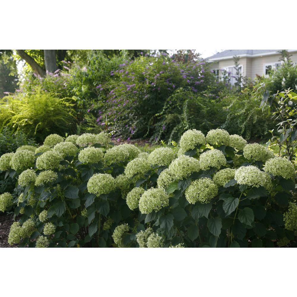 PROVEN WINNERS 1 Gal. Invincibelle Limetta Smooth Hydrangea (Arborescens) Live Shrub Green-White Flowers HYDPRC1156101