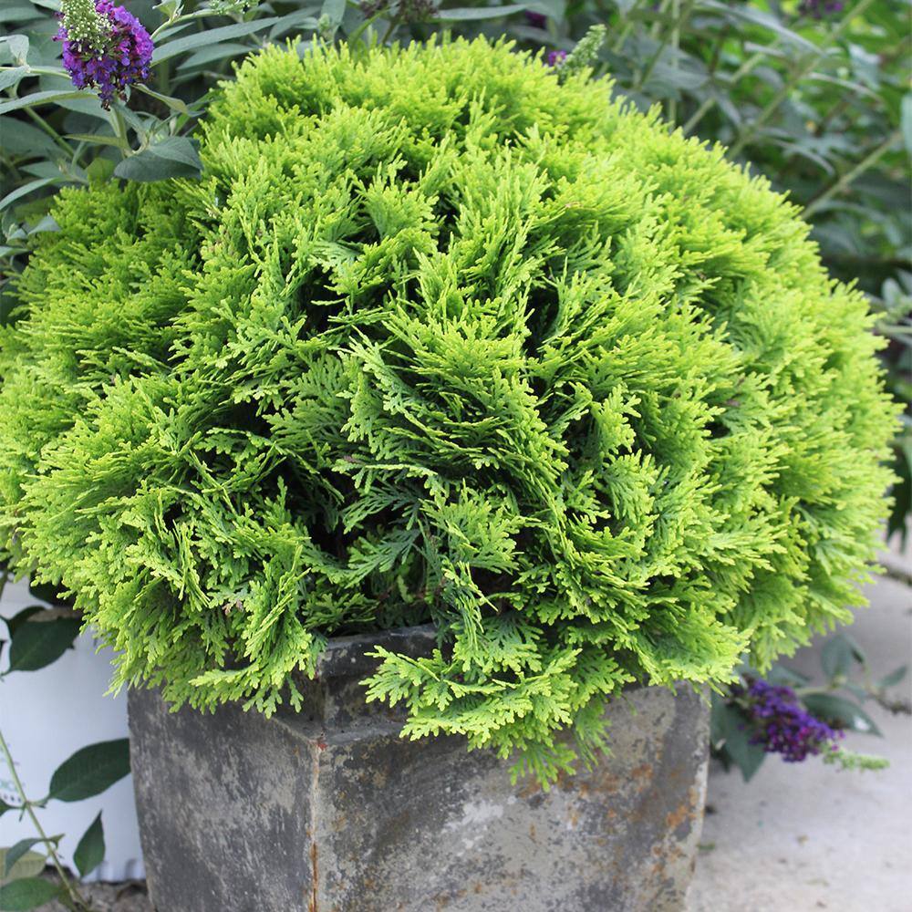 PROVEN WINNERS 2 Gal. Anna's Magic Ball Arborvitae Evergreen Shrub 18179