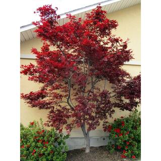 Online Orchards 2 Gal. Red Emperor Japanese Maple Tree With Dark Red Foliage Turning To Bright Scarlet in Autumn SBAP204